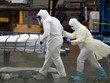 Nhân viên y tế chuyển thi thể bệnh nhân COVID-19 tại New York, Mỹ ngày 9/4/2020. (Ảnh: AFP/TTXVN).