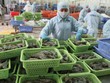 Xuất khẩu tôm quý I/2020 tăng trưởng trở lại, đạt 1,8%.