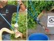 Rắn hổ mang chúa dài hơn 3 m xuất hiện giữa trung tâm dân cư đông đúc