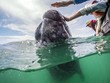 Khoảnh khắc thú vị cá voi xám bơi gần, nô đùa cùng khách du lịch