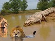 Bơi ngang qua sông, hai con sư tử đực rơi vào trận địa phục kích của cá sấu sông Nin