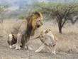 Ngứa mắt trước bầy sư tử cái ăn uống không có phép tắc, sư tử đực đầu đàn ra tay "dạy dỗ"