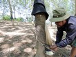 Mảng kinh doanh mủ cao su nhìn chung kém khả quan, không ít doanh nghiệp đã và đang tính tới việc chuyển hướng sang kinh doanh khu công nghiệp. Ảnh Internet.