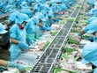 Doanh nghiệp thủy sản trên đà hồi phục