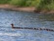 Bức ảnh "Mama Merganser" được đăng tải lên trang web của National Audubon Society.