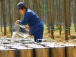 Cao su là mặt hàng tăng trưởng mạnh nhất trong các mặt hàng nông, lâm, thủy sản xuất khẩu. Ảnh: Dũng Minh.