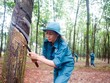 Người trồng cao su kỳ vọng được hưởng lợi từ giá bán cao su tăng theo giá dầu.