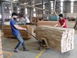 Các doanh nghiệp chế biến gỗ đang tích cực khôi phục sản xuất.