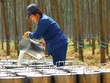 Giá mủ cao su đang tăng mạnh so với đầu năm.