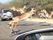 Linh dương chạy như bay, nhảy cả vào xe của khách du lịch do bị báo săn đuổi