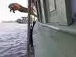 Phấn khích vì được trả tự do, chú hổ Bengal "phi thân" từ trên tàu xuống nước