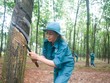 Giá mủ cao su thiên nhiên vẫn trong xu hướng tăng dài hạn.