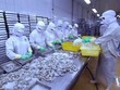 Nhiều cơ hội cho xuất khẩu mặt hàng Tôm sang thị trường Australia khi tận dụng tốt RCEP. (Ảnh: TTXVN)