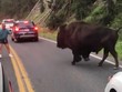 Trải nghiệm chọc giận bò rừng Bison và cái kết hú hồn của anh chàng ngốc nghếch