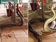 Người đàn ông kinh hoàng phát hiện hai con trăn khổng lồ đang "song long tranh đấu" ngay trong bếp nhà mình