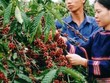 Kon Tum hình thành vùng sản xuất chuyên canh cà phê Robusta