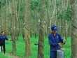 Doanh nghiệp cao su tự nhiên đang phải đối mặt với rủi ro lớn