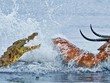 Chấp lợi thế sân nhà, chú linh dương dũng cảm cho cá sấu "hít khói" trong cuộc đua sinh tử