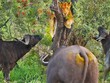 Đến vua sư tử cũng phải "run rẩy" trước cơn thịnh nộ của đàn trâu rừng