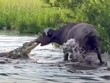 Bị cá sấu sông Nile tấn công, trâu rừng dùng "thần lực" kéo văng cả con quái thú lên bờ