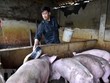 Một hộ chăn nuôi lợn ở Thanh Hóa. (Ảnh: Nguyễn Nam/TTXVN).