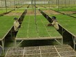 Sản xuất cây giống theo mô hình nông nghiệp công nghệ cao. (Ảnh: Vũ Sinh/TTXVN)