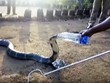 Độc lạ Ấn Độ, người đàn ông cho rắn hổ mang chúa uống nước bằng chai