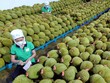 Sầu riêng là loại trái cây mang về hơn 1 tỷ USD kim ngạch xuất khẩu sau 8 tháng, nhờ thị trường Trung Quốc mở cửa.