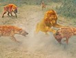 Vua sư tử "đơn thân độc mã" quần thảo giữa bầy linh cẩu đói khát