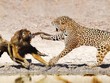 Đàn khỉ đầu chó bất lực nhìn đồng loại gục ngã dưới nanh vuốt của báo hoa mai