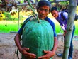  Nông dân Nguyễn Đình Giáo (57 tuổi, thôn Chánh Trạch 1, xã Mỹ Thọ) ôm trái bí đao nặng gần 50 kg.