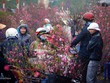 Chợ hoa Quảng Bá vào top điểm đón Tết Nguyên Đán đẹp nhất