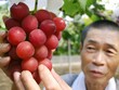 Nho hồng ngọc của nông dân Nhật Bản. Ảnh:CNN.