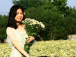 Thiếu nữ Hà thành khoe sắc cùng Cúc Họa mi
