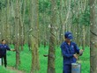 Tập đoàn Công nghiệp Cao su Việt Nam (GVR) sắp xếp lại tổ chức tại công ty con Cao su Phú Riềng