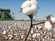 Thị trường bông đang đối mặt với nguy cơ tăng giá