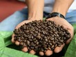 Hiện tượng El Nino đến gần có thể khiến giá cà phê tiếp tục tăng cao