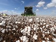 Brazil có thể vượt Mỹ để trở thành quốc gia xuất khẩu bông hàng đầu thế giới