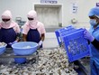 Ngành tôm Ấn Độ gặp khó khăn trước áp lực thuế quan của Mỹ