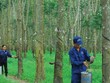 Cao su Tây Ninh (TRC) sắp bán ra toàn bộ 875.000 cổ phiếu quỹ