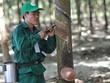 Cao su Phước Hoà (PHR): Lãi đột biến quý I/2026 nhờ bồi thường thực hiện dự án