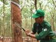 Cao su Phước Hoà (PHR) có thể nhận hơn 1.400 tỷ đồng từ đền bù đất phát triển dự án Khu công nghiệp Bắc Tân Uyên 1