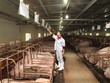 Lợi nhuận sau thuế quý II/2026 của Dabaco Việt Nam (DBC) giảm 43% khi giá heo hơi giảm mạnh