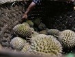 Nhập khẩu sầu riêng của Trung Quốc tăng vọt trong nửa đầu năm