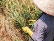 Nông nghiệp tiến bộ và dự trữ dồi dào giúp làm giảm cú sốc El Nino