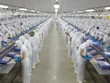Doanh thu Vĩnh Hoàn (VHC) giảm 10% trong tháng 7/2026