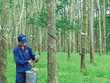 Cao su Đồng Phú (DPR) sắp miễn nhiệm Chủ tịch Mai Huỳnh Nhật