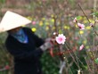 Đào nở sớm cách Tết cả tháng khiến người nông dân lao đao