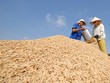 Mỗi năm, Việt Nam sản xuất được từ 40 - 43,5 triệu tấn lúa (khoảng 27,2 triệu tấn gạo). Ảnh: Lê Toàn
