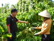 Cán bộ của chương trình NESCAFÉ Plan tập huấn và hỗ trợ các nông hộ thực hiện các phương pháp canh tác bền vững